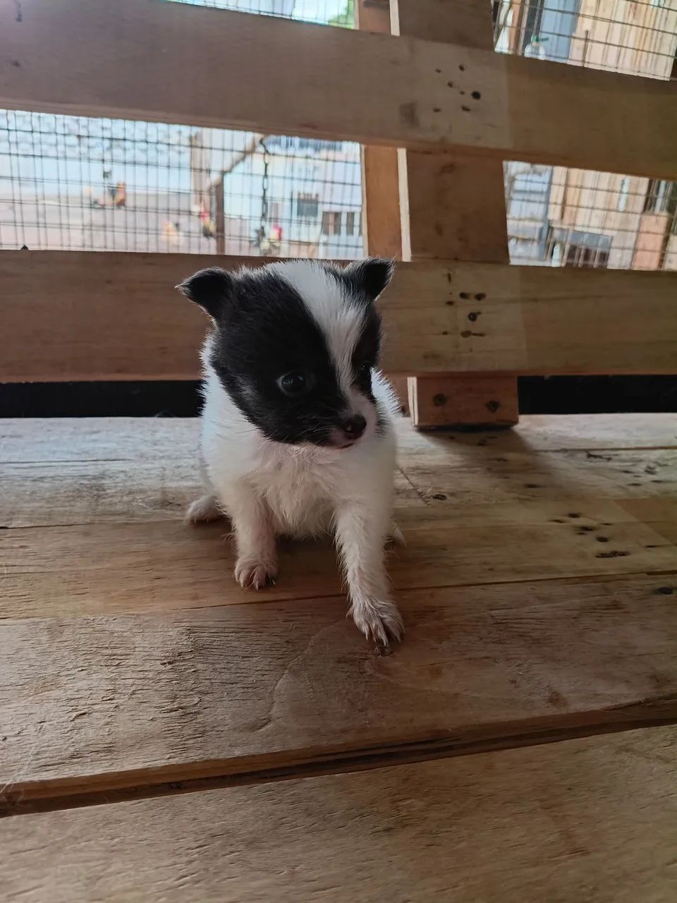 Pets - Foto 5