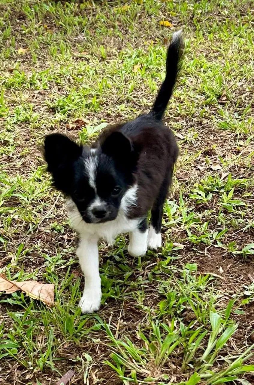 FILHOTE DE CHIHUAHUA PELO LONGO  - Foto 3