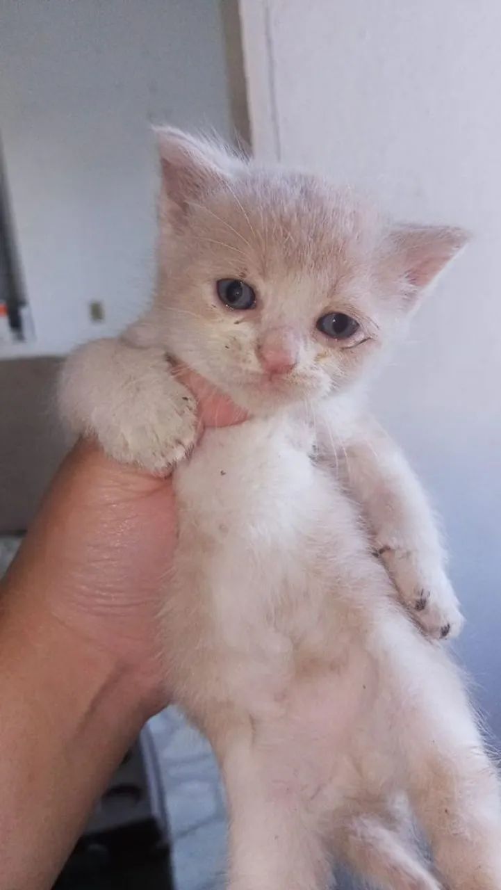 Vendo filhotes de gato persa  - Foto 3