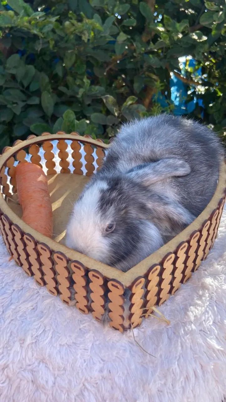 Coelho Mini Lop  - Foto 3