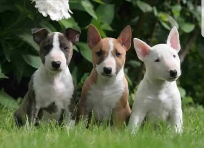 Bull Terrier Inglês