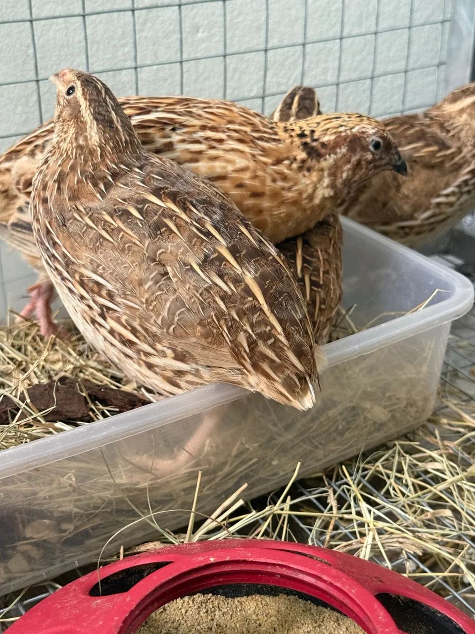 Vende-se Codorna - codornão