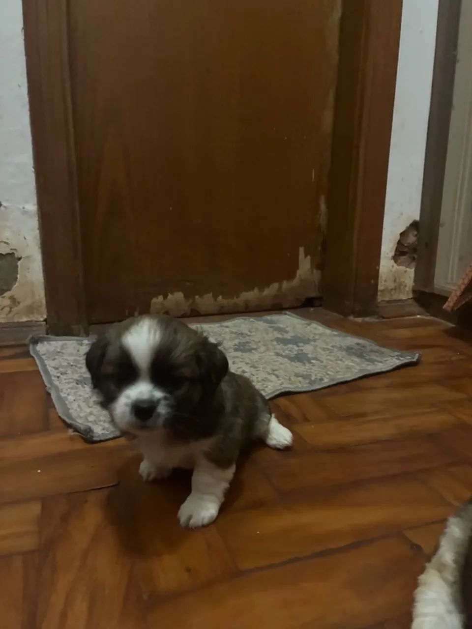 Shihtzu - Foto 2