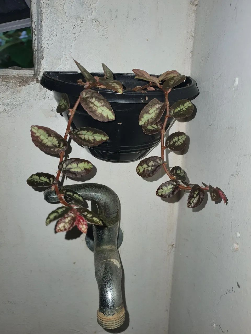 Planta maria fumaça