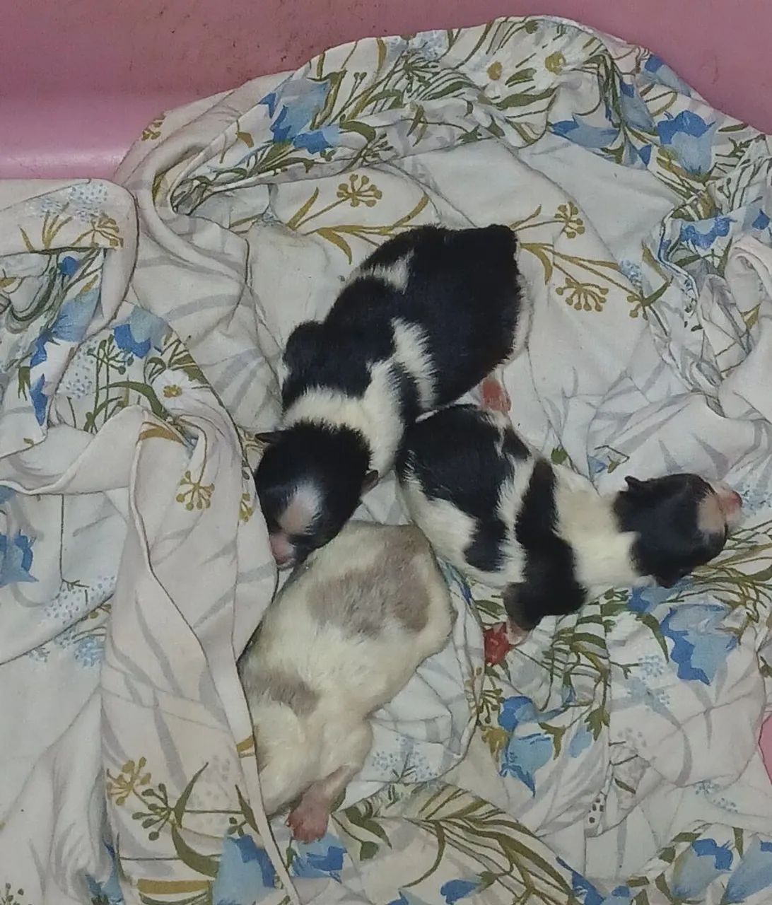 Filhotes de Spitz - Foto 3