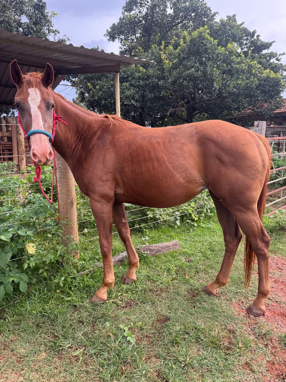 Potra Quarto de Milha PÔ - Foto 4