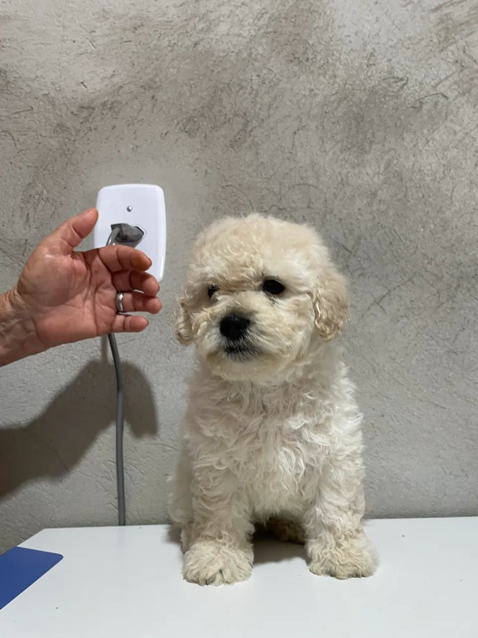 Poodle Macho  - Foto 2