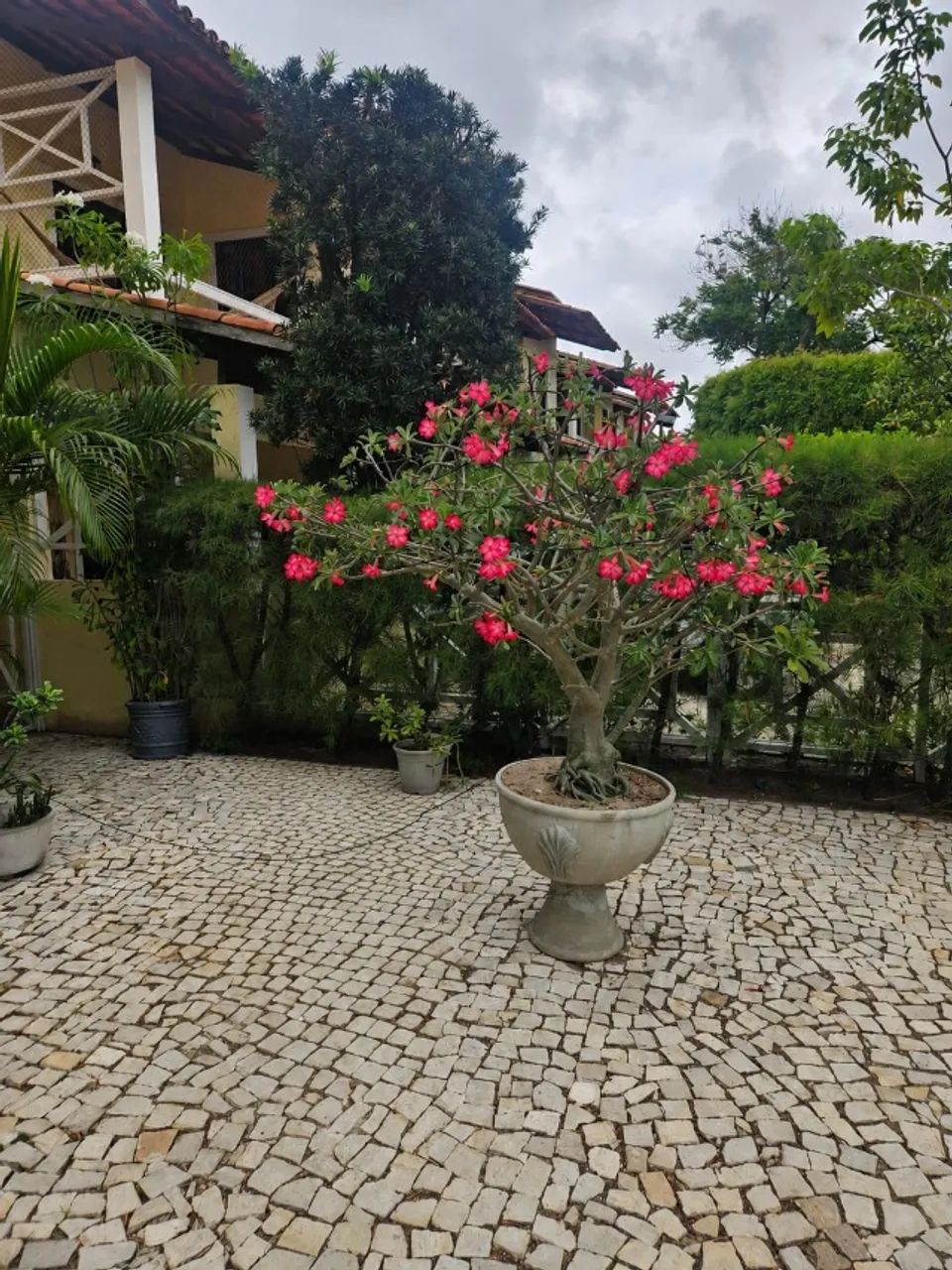 Rosa do Deserto Gigante - Foto 2