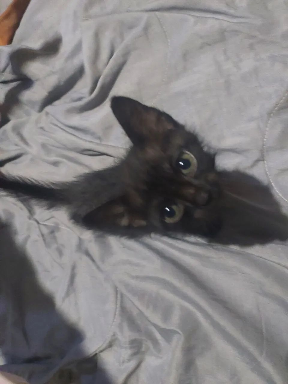 Gatinho doação 