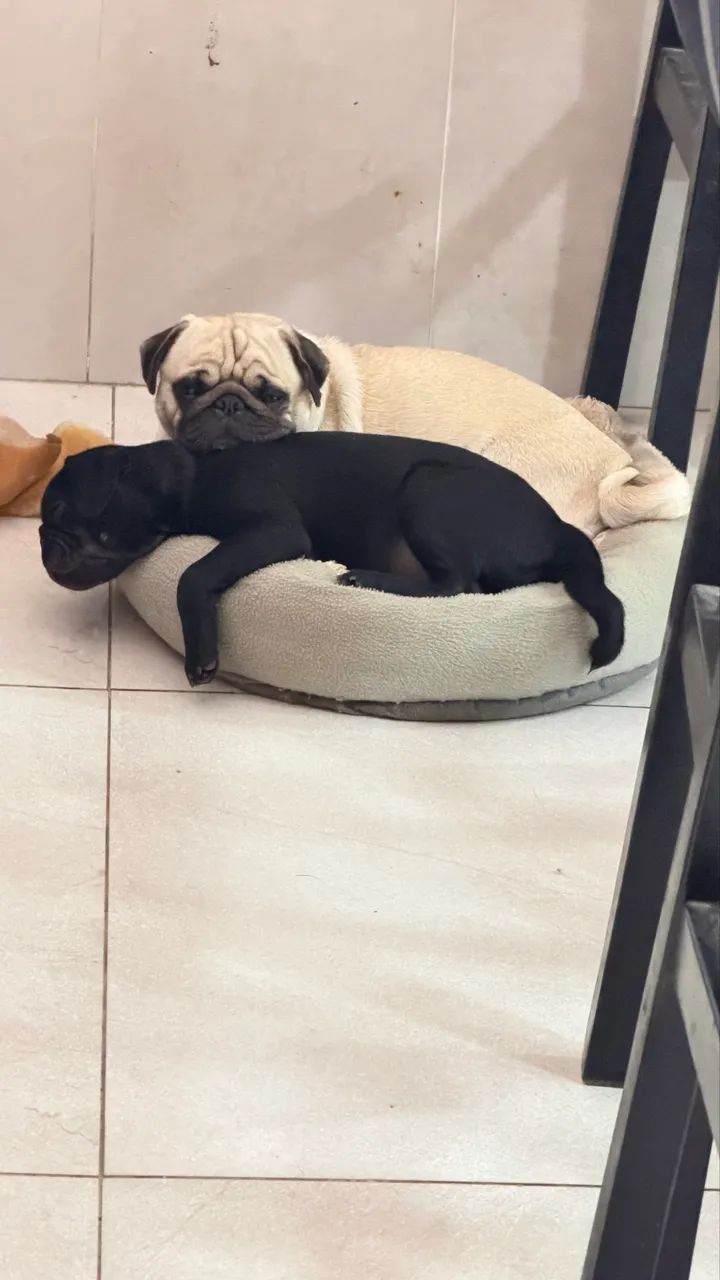 Filhote de Pug 