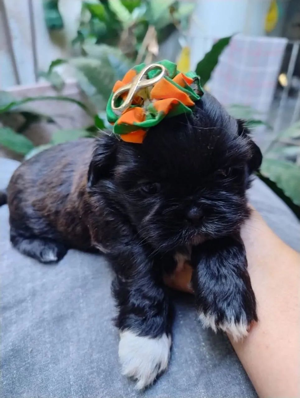 Cachorro 