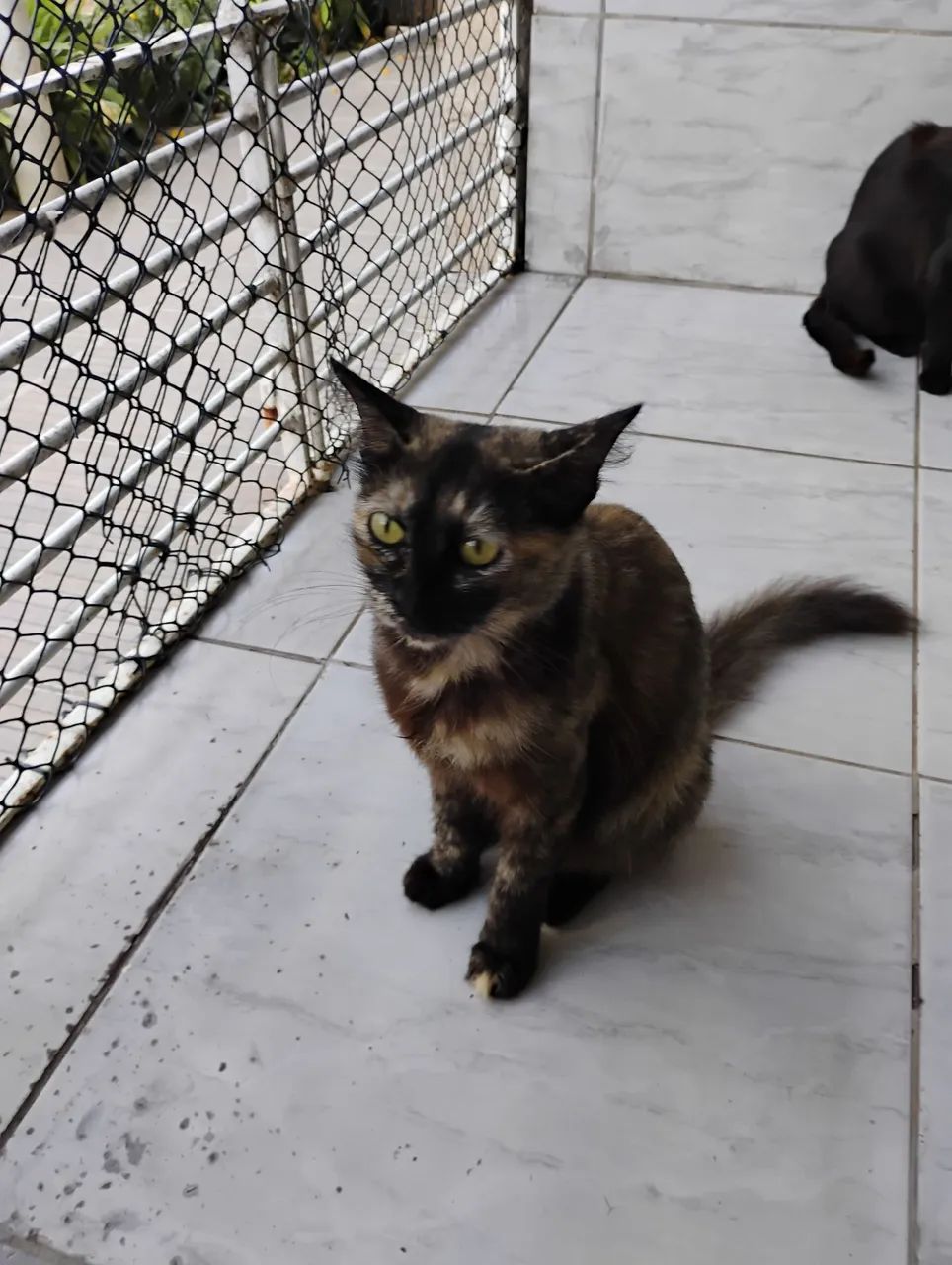 Adoção responsável  - Foto 4