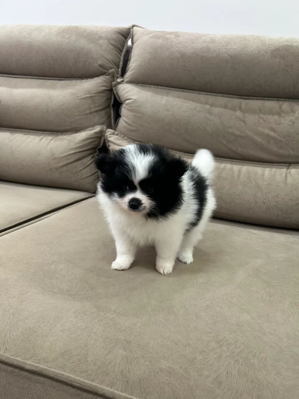 Spitz Alemão  - Foto 3