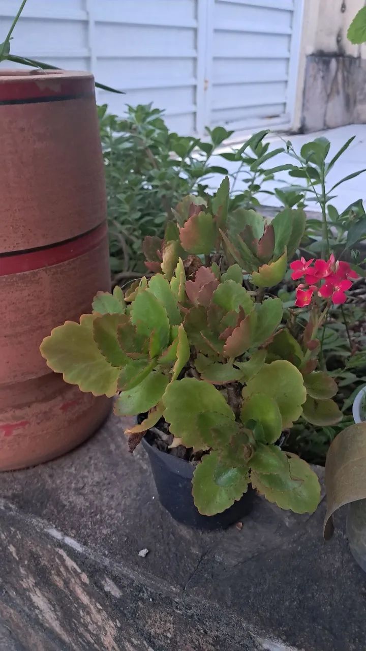 Flores com vaso - Foto 2