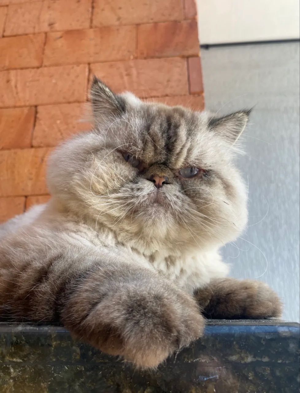 Vendo gato persa raça pura