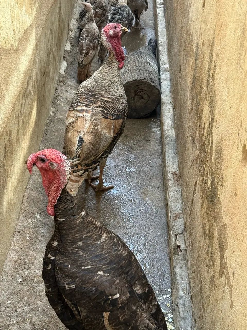 Perus, frangos de perus e peruas 