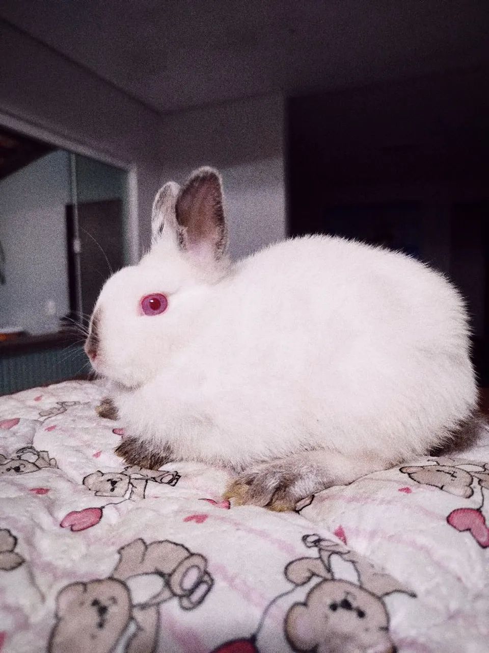 Filhotes Coelhos Anão  Netherland