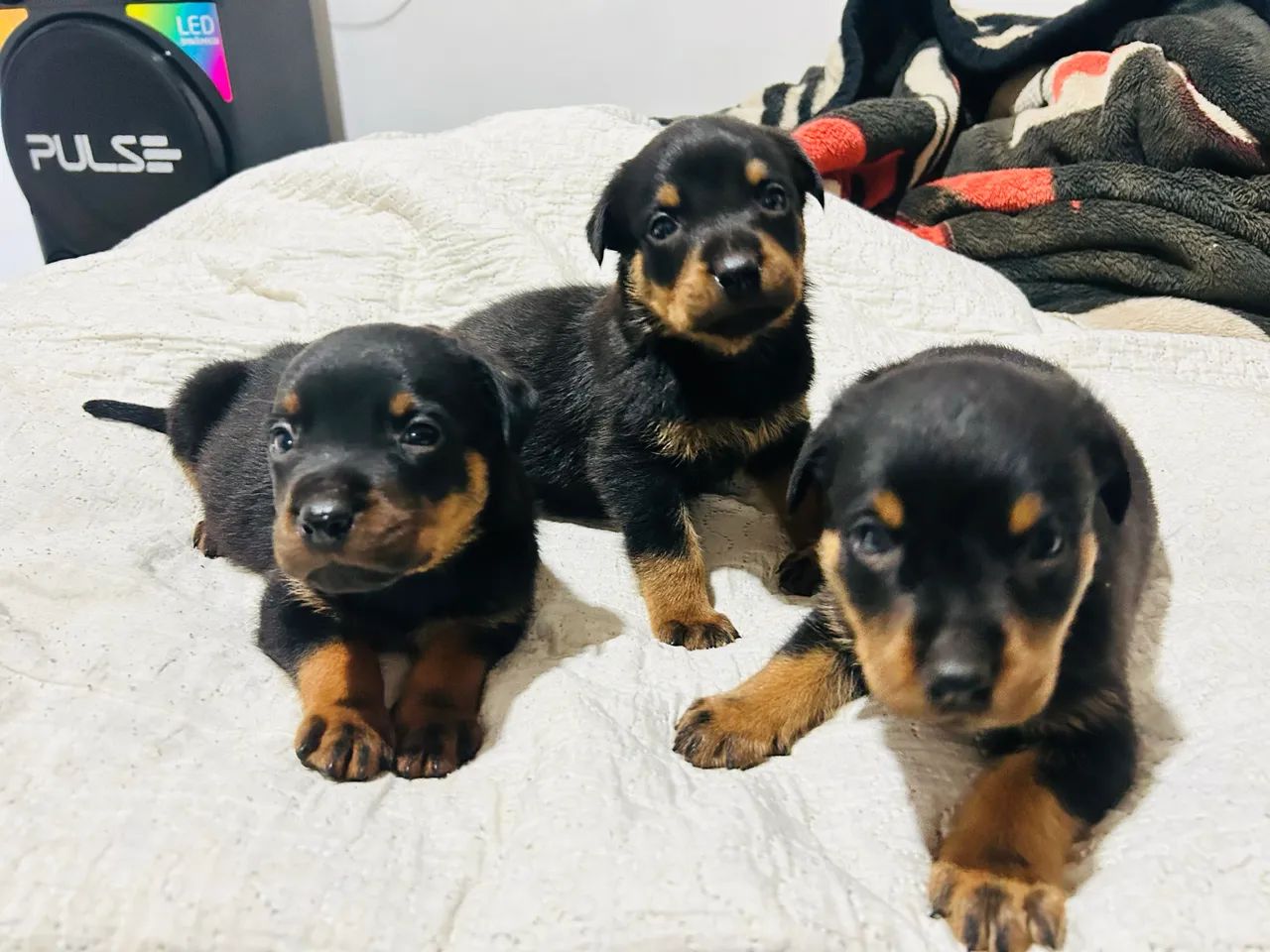 Rottweiler Disponível  - Foto 5