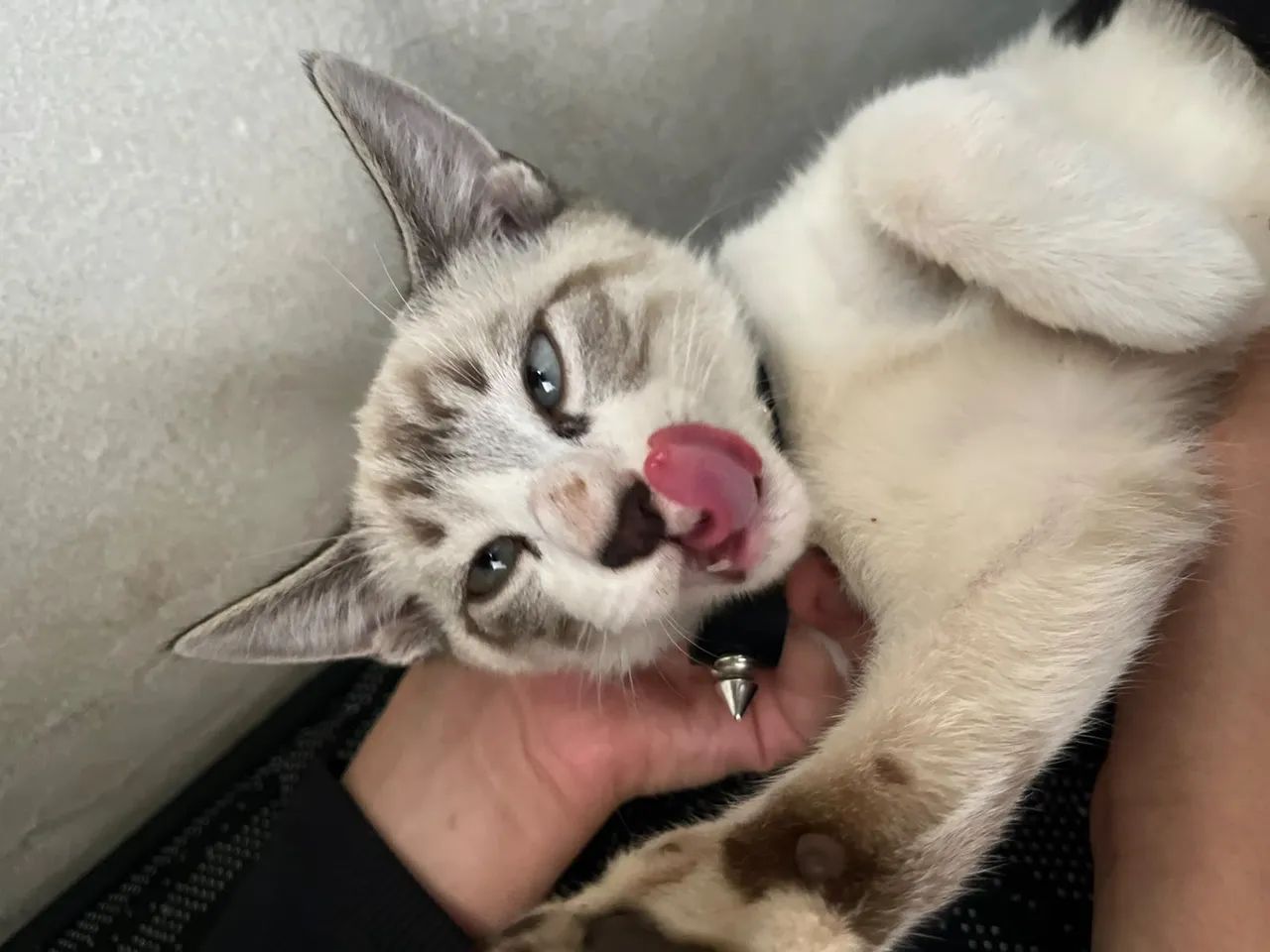 Gato para doação 