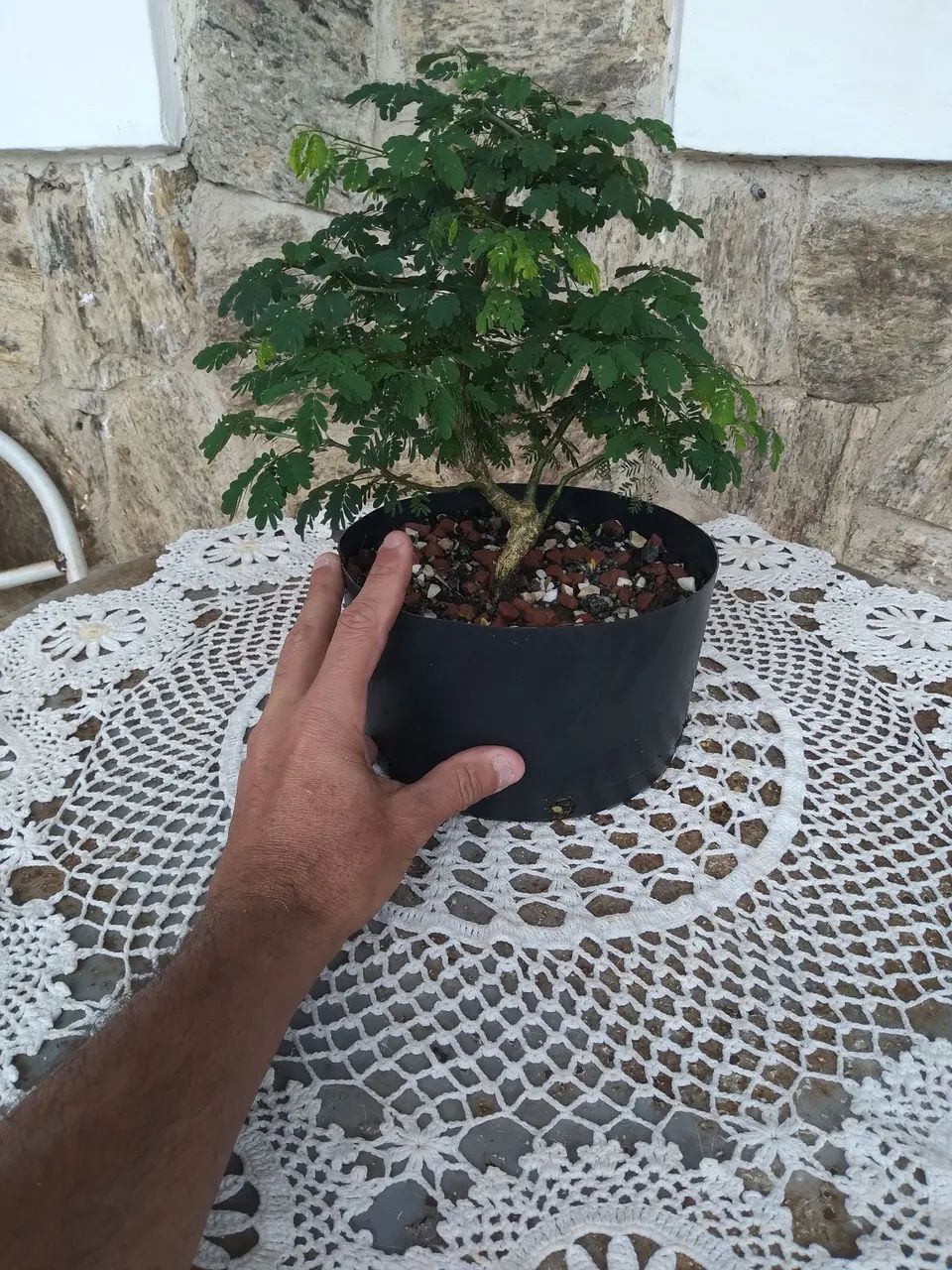 Bonsai Pitheco  - Foto 4