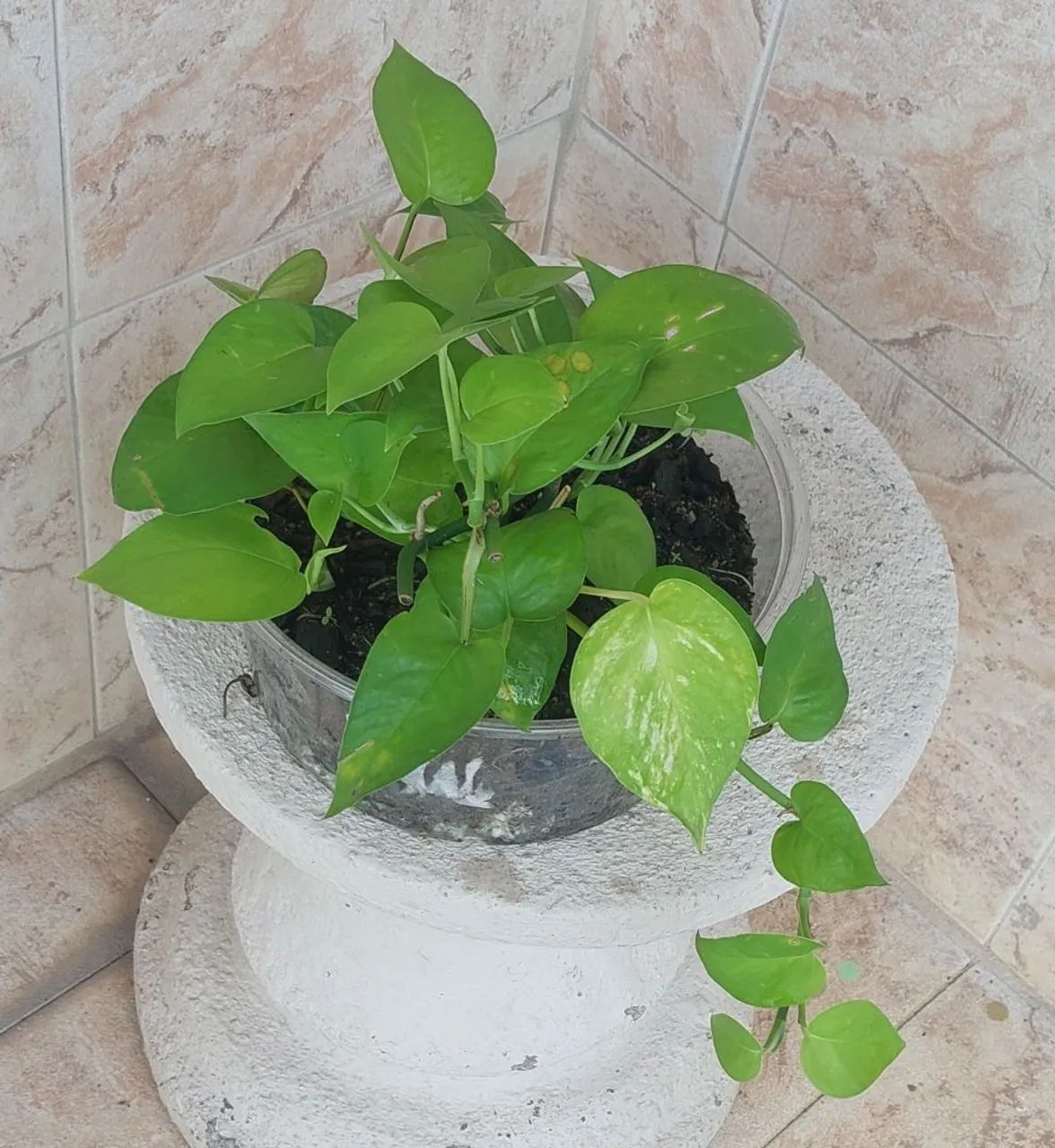 Vendo  - Foto 2