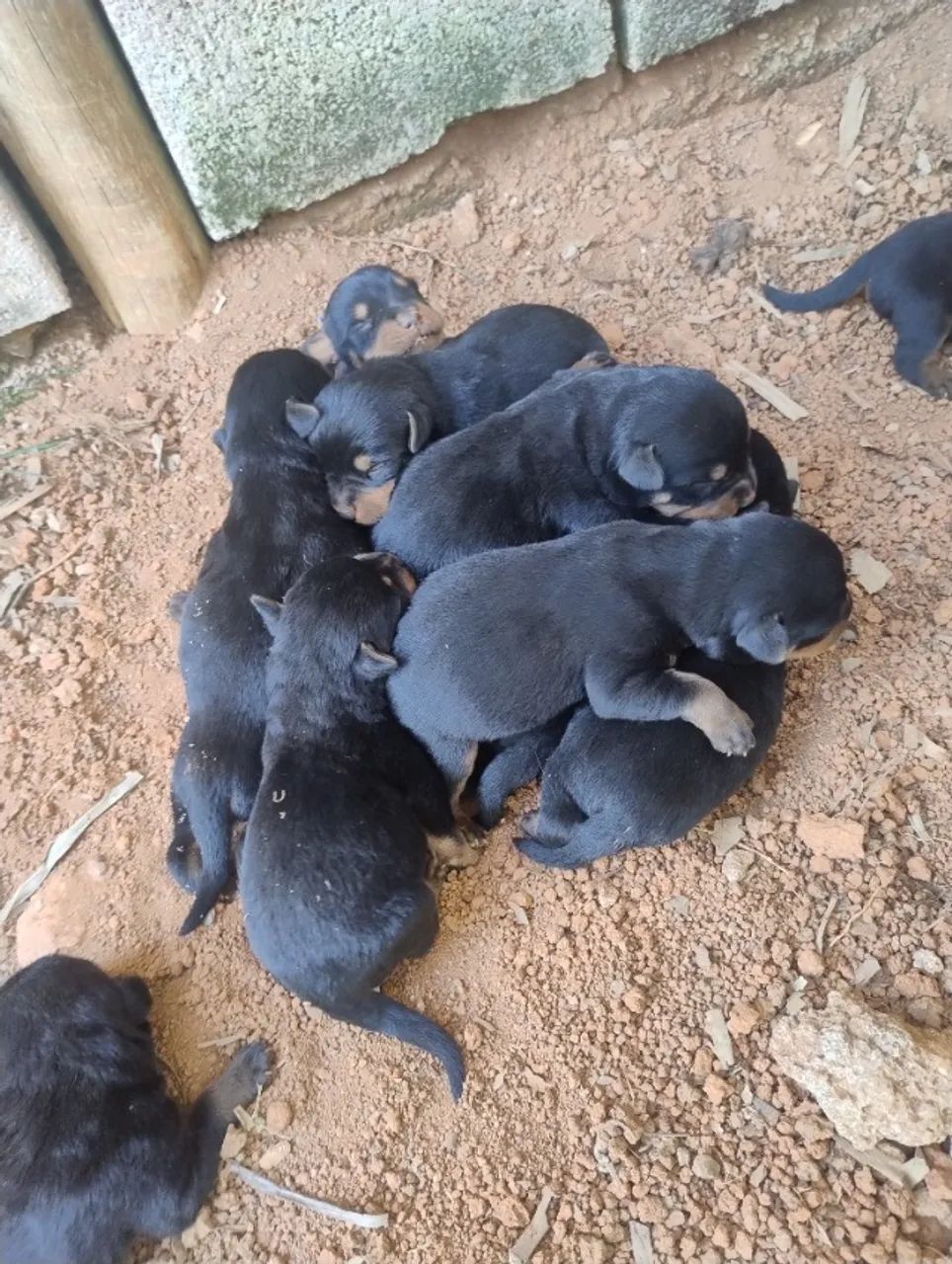 Rottweiler  - Foto 4