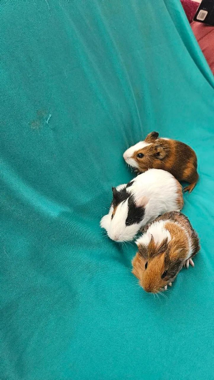 Filhotes de porquinho da índia 