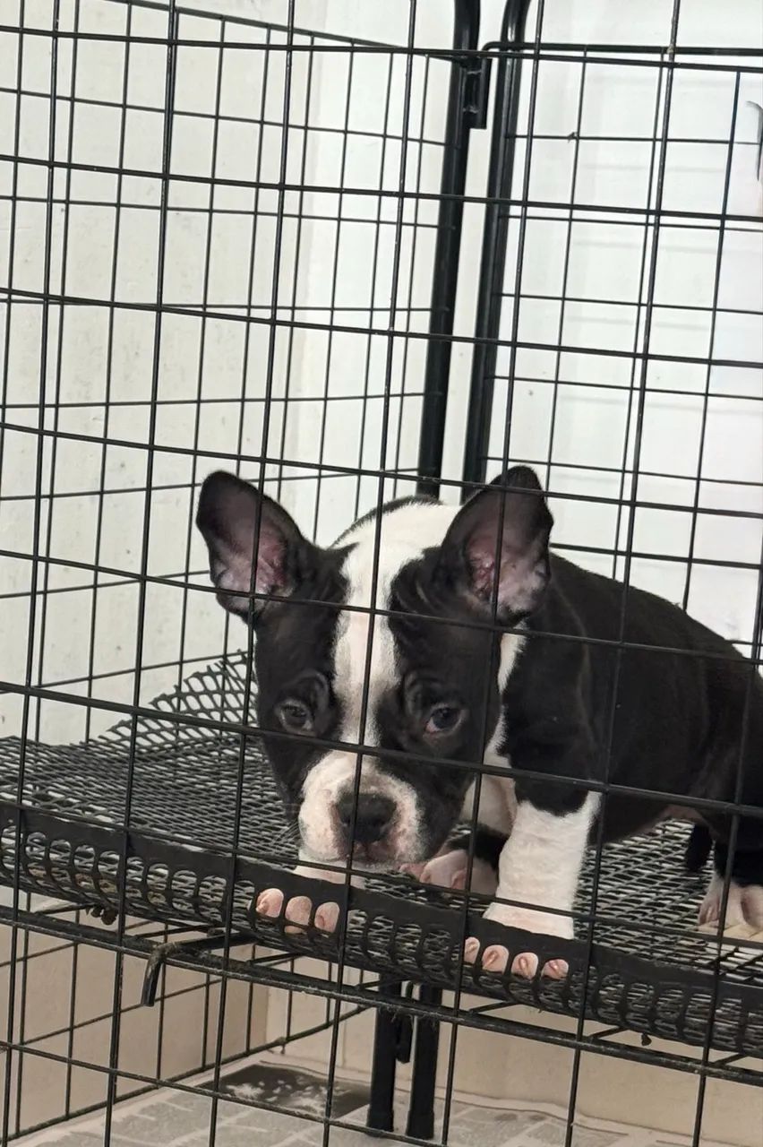 American Bully - Foto 2