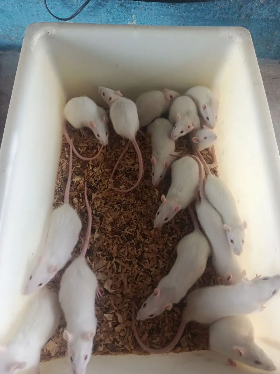Ratos - Foto 3