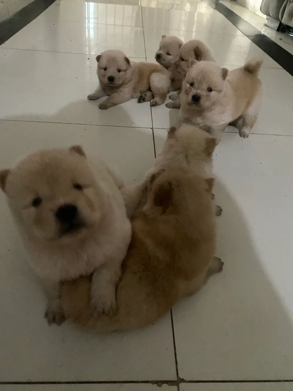 Chow chow  - Foto 2