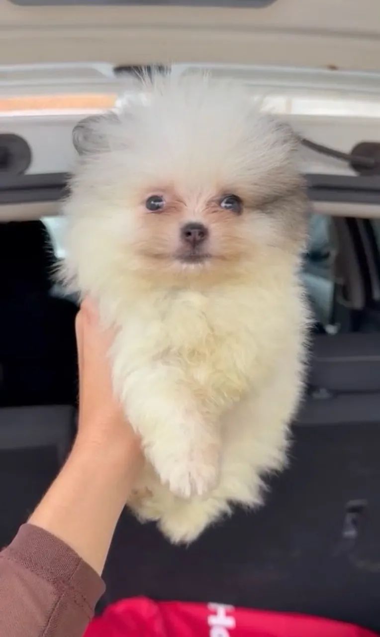 Spitz alemão  - Foto 2