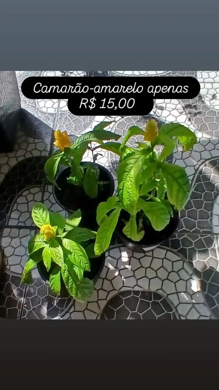 Mudas de plantas - Foto 4