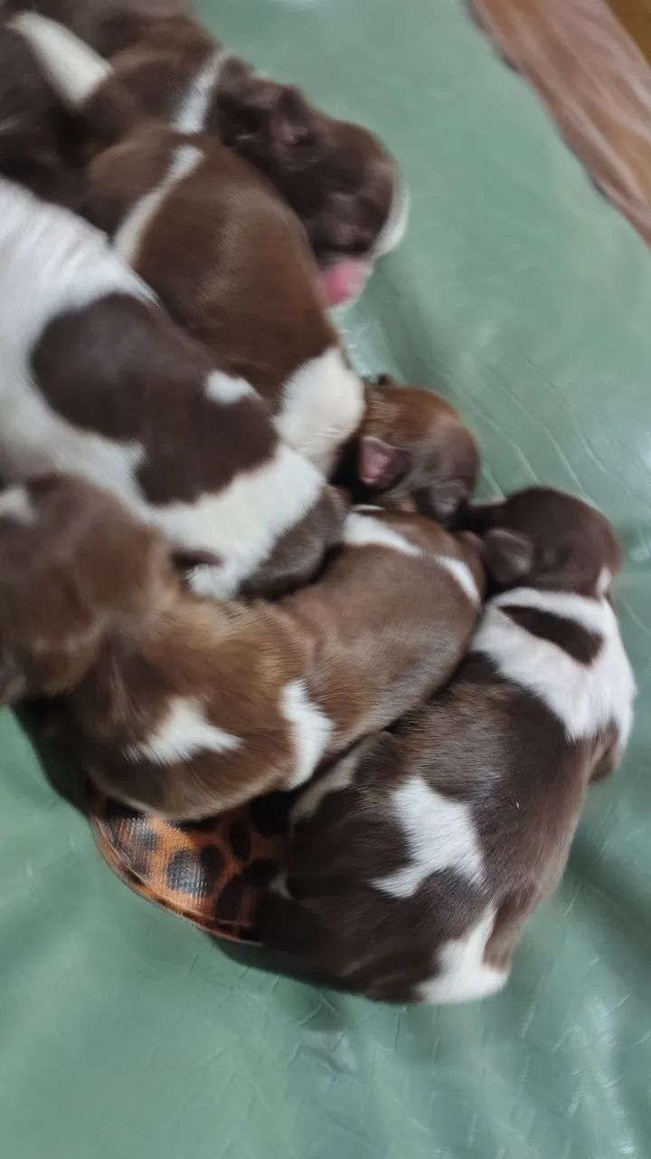  Shitzu filhotes para reserva - Foto 4