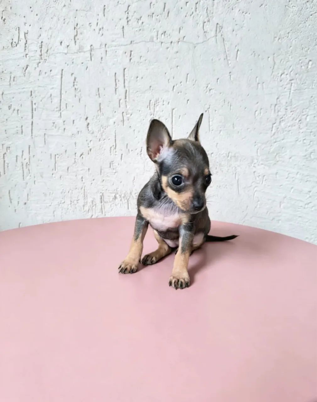 Pinscher mini disponível 