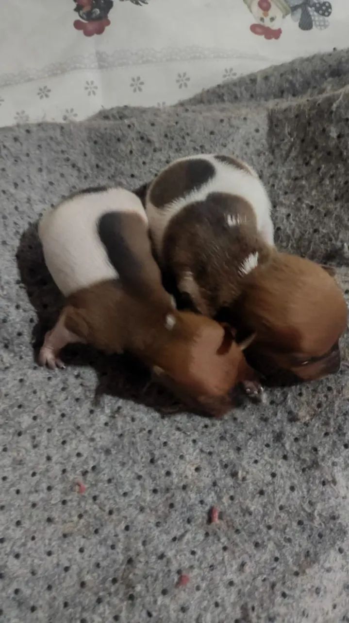 Pinscher - Foto 2