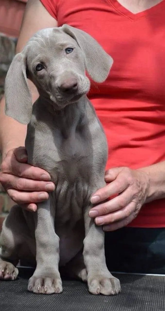 Weimaraner Filhotes  - Foto 2