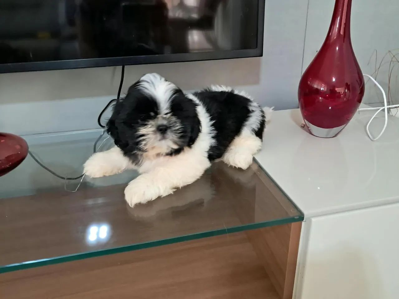 Shih-tzu Macho de qualidade e excelente linhage  - Foto 3