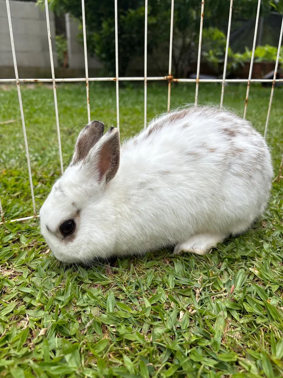 Anão macho  - Foto 2