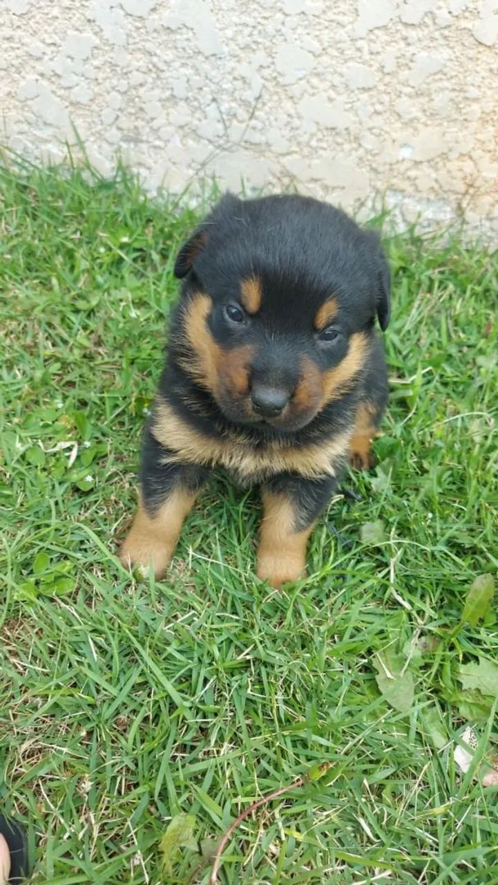 Rottweiler um coração enorme em quatro patas 