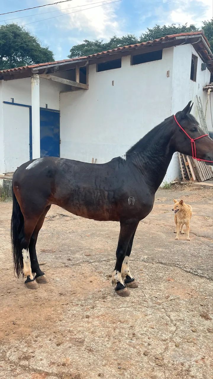 Égua manga larga  - Foto 3