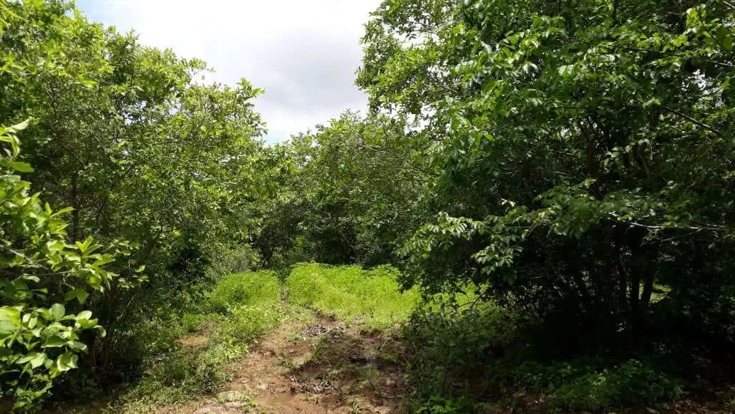 Imóvel Rural  - Foto 4