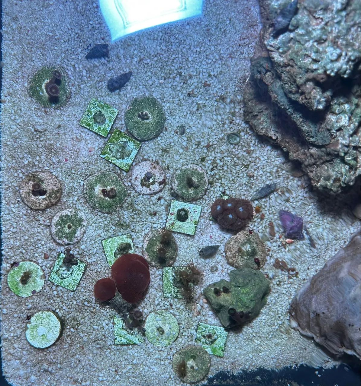 Coral  (todos por 150)