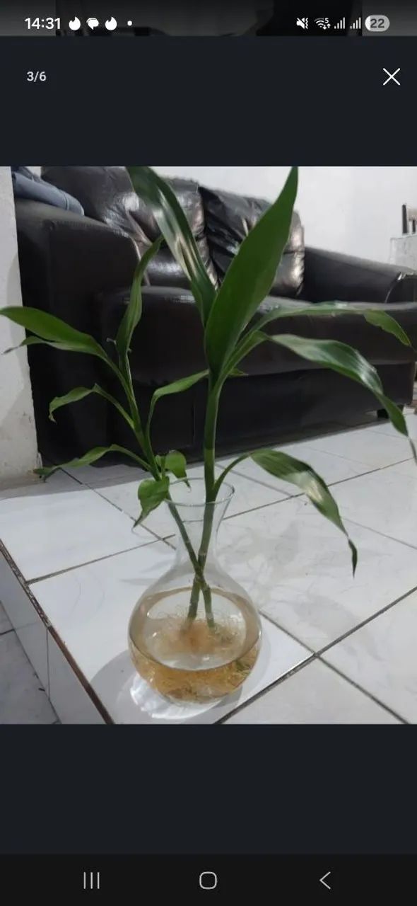 Bambu da sorte (apenas haste) - Foto 4
