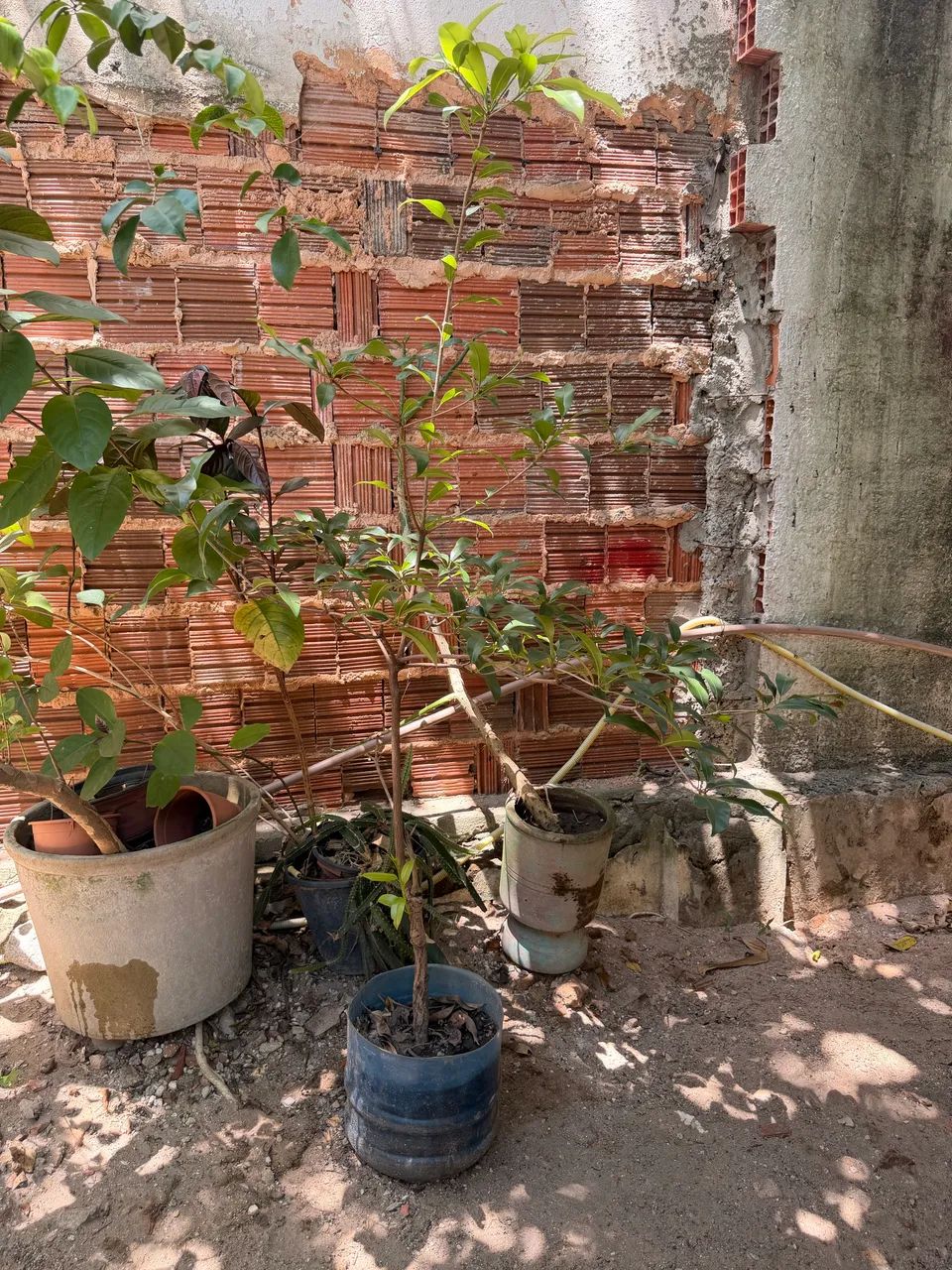 Muda de frutífera sapoti