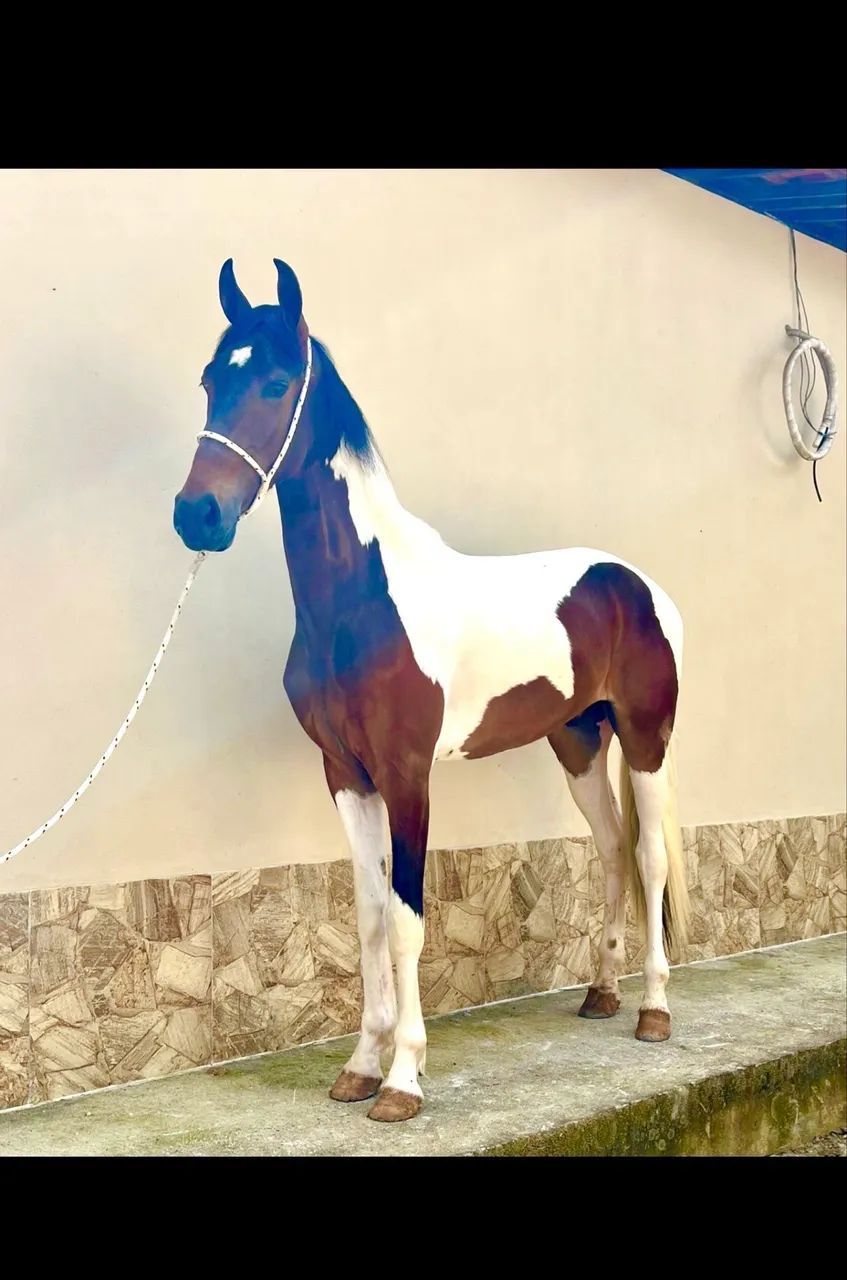 Cavalo Potro  castrado ótimo cavalo Genuíno de picada .
