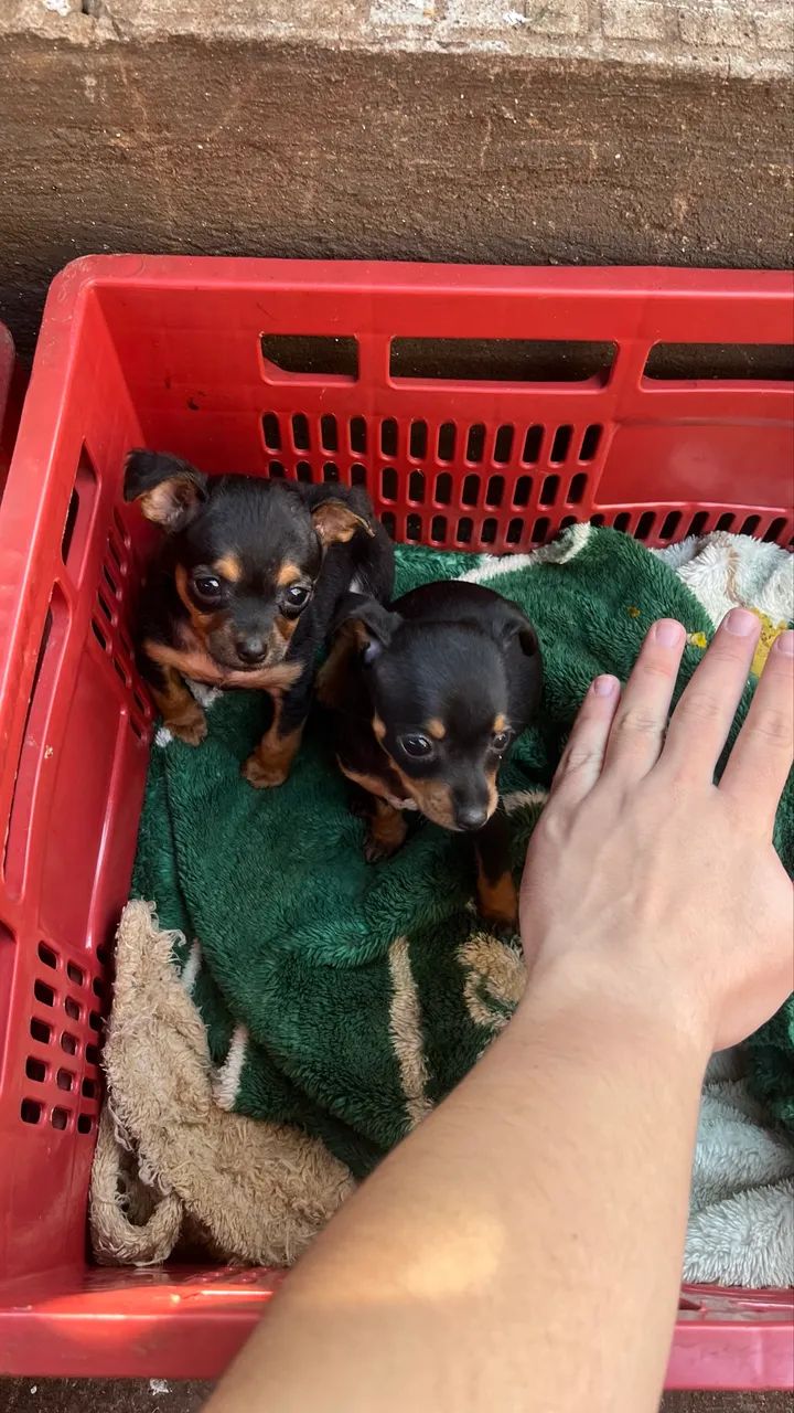 Pinscher  - Foto 2