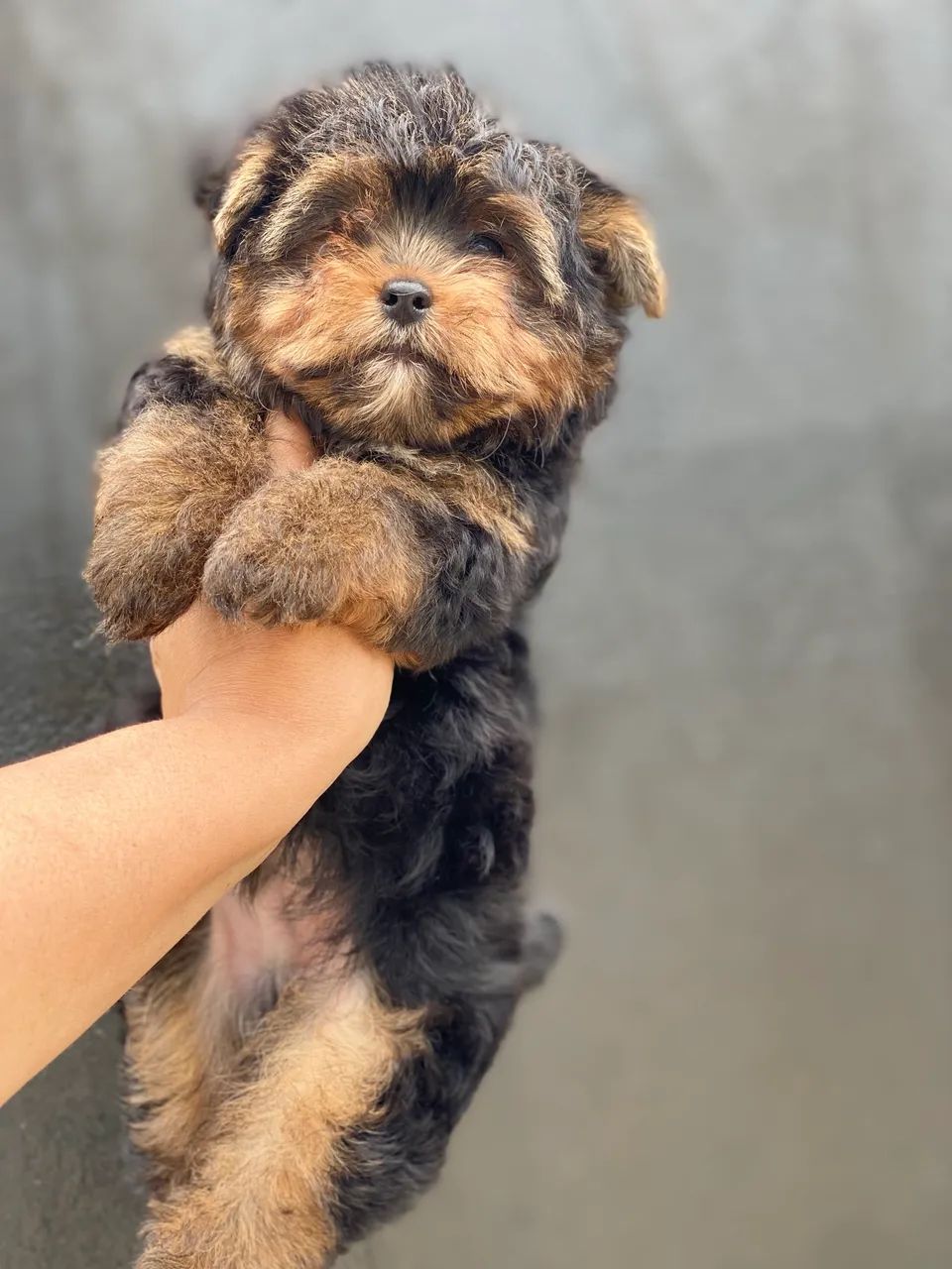 Yorkshire terrier  - Foto 4