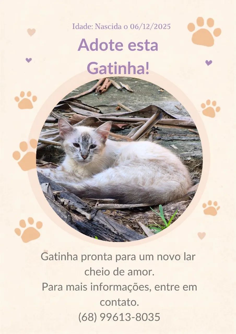 Gatinhos para adoção  - Foto 3