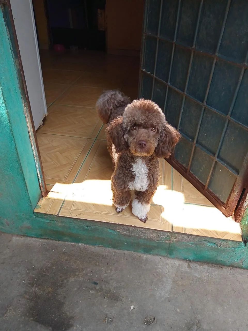 Poodle 600$ - Foto 5