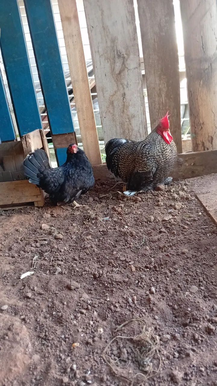Galinhas de raca  - Foto 3